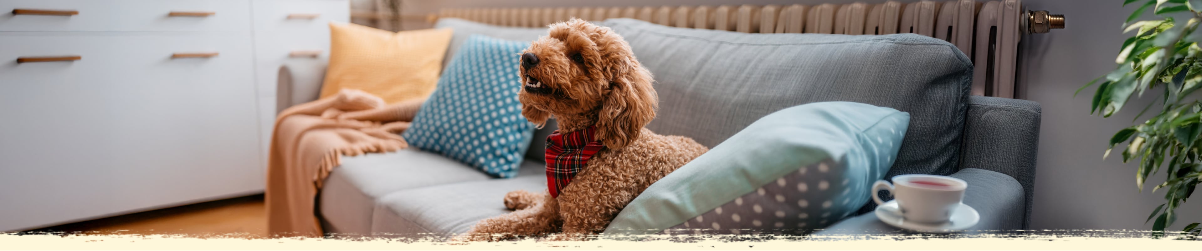 Banner image showing a dog sitting on a sofa with cushions in a living room