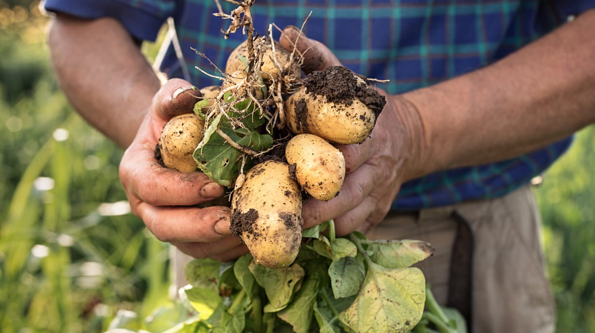 A Year-Round Guide to Growing Fruit and Veg