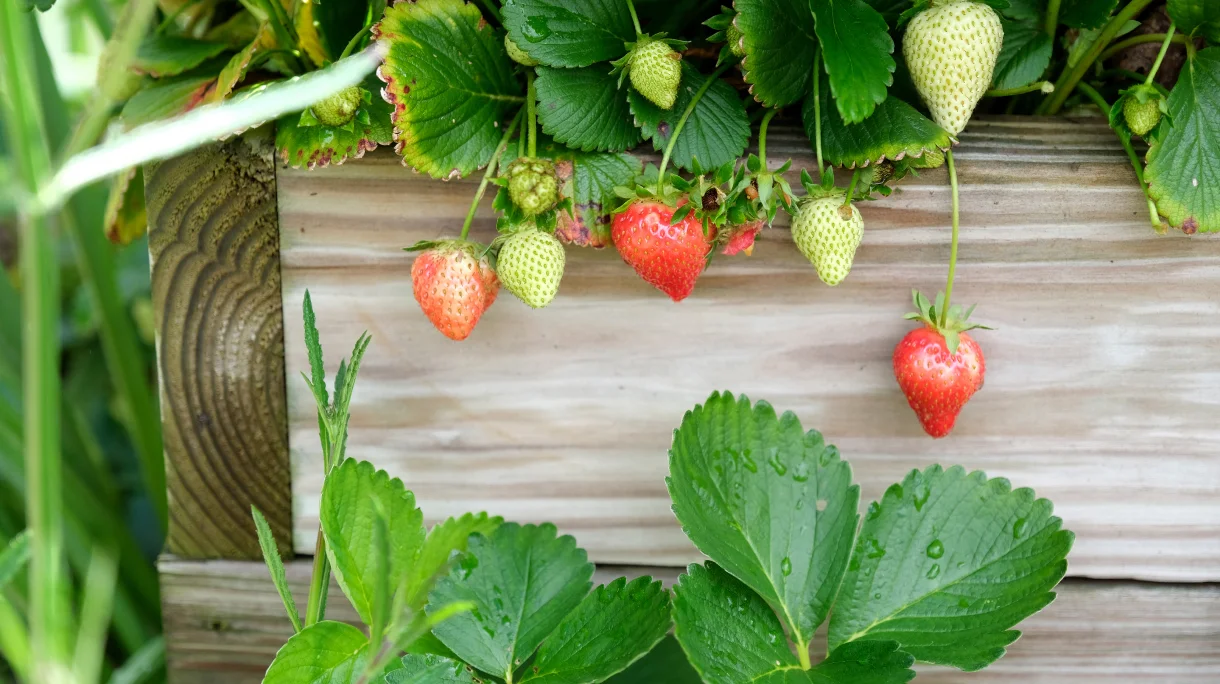Strawberry plants with ripe and unripe fruit in raised bed.