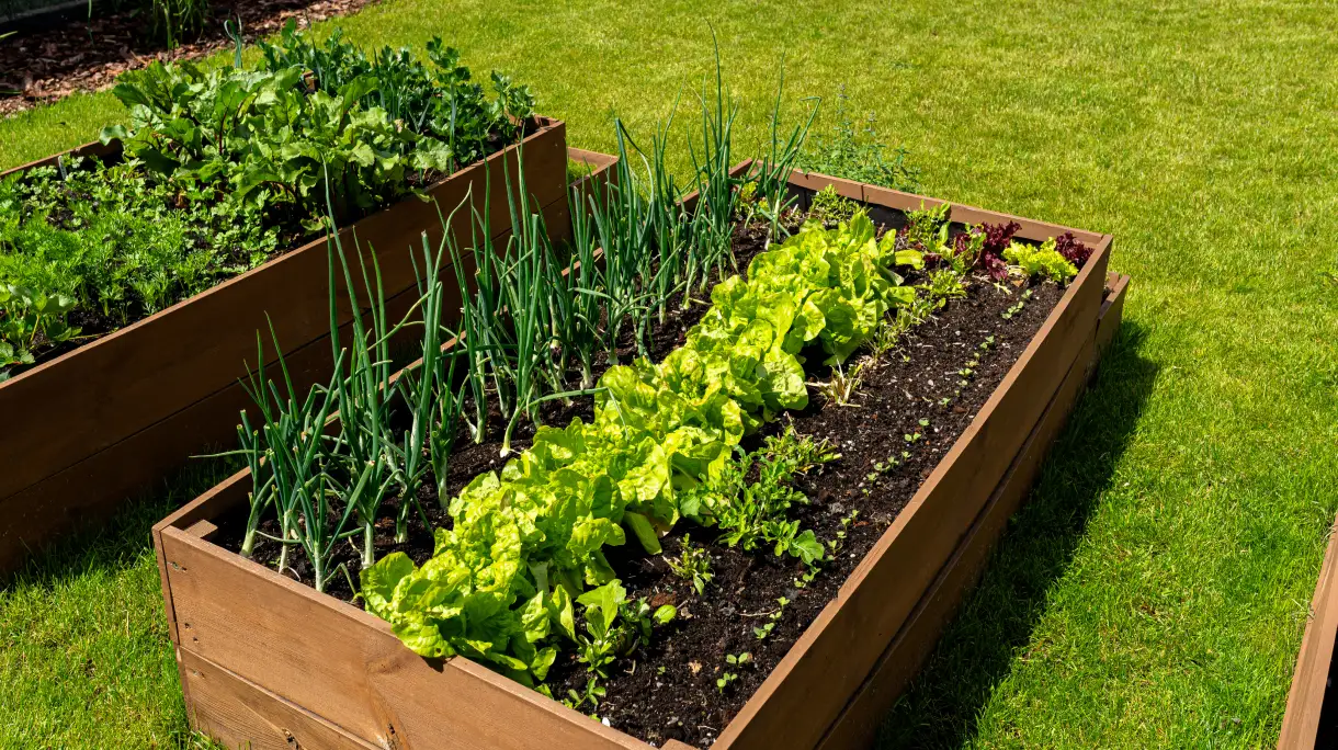Completed raised beds with vegetable garden growing.