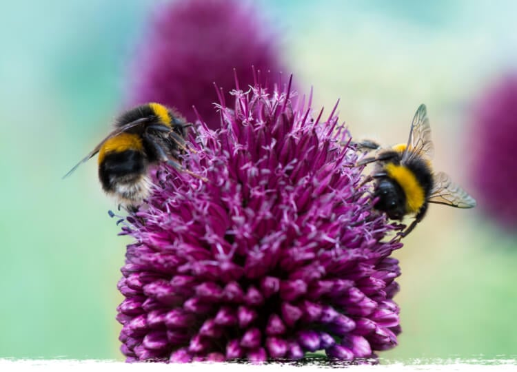 How to Look After Wildlife in Your Garden