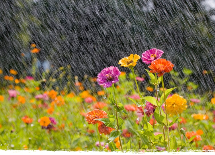 Beat Hot Weather Hosepipe Bans: Harvest Rainwater