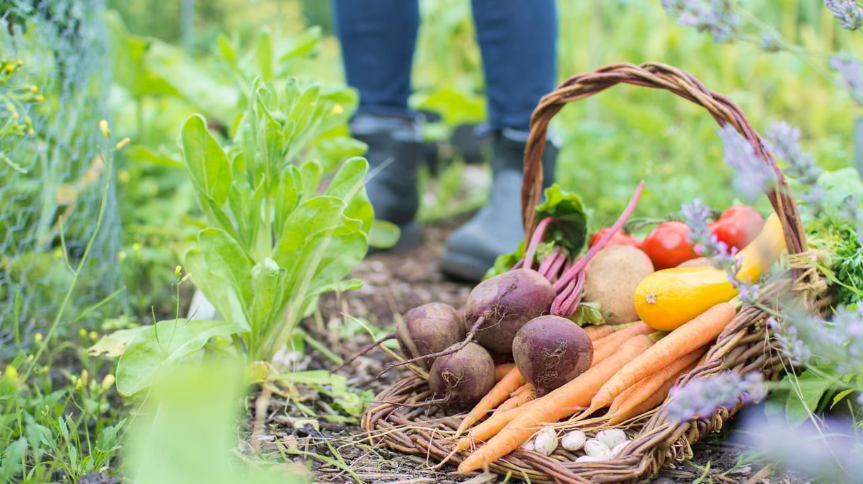 What Are the Benefits of Growing Your Own Food?