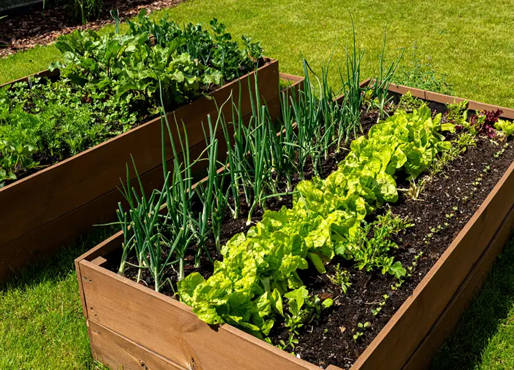 How to Build a Raised Garden Bed