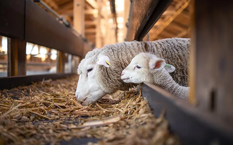 Sheep and lamb eating hay in livestock shed.