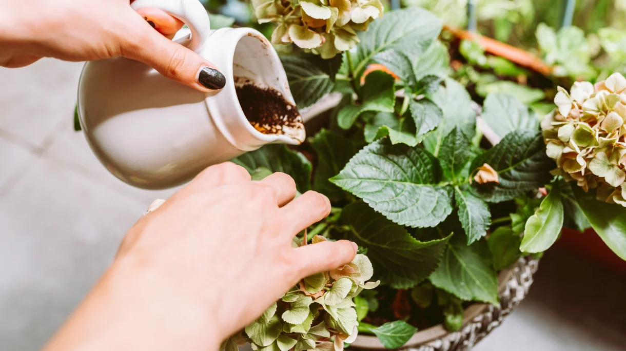 Person reusing coffee grounds as plant fertiliser to save money