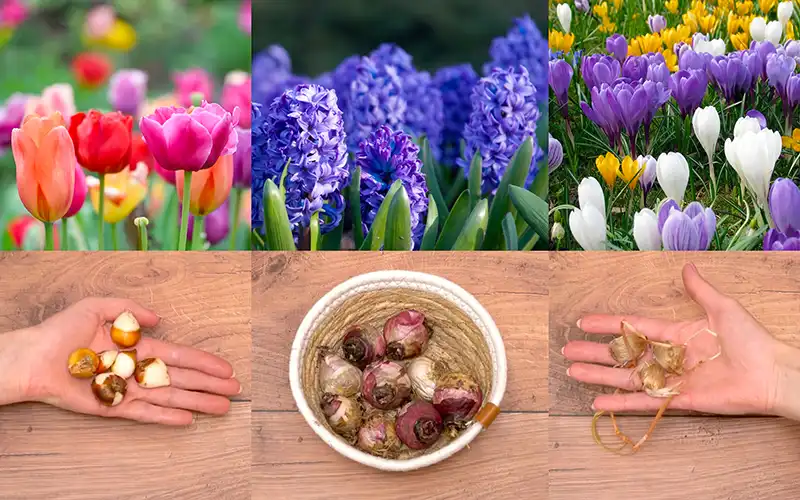 Example bulbs and what they bloom into for a bulb lasagne.